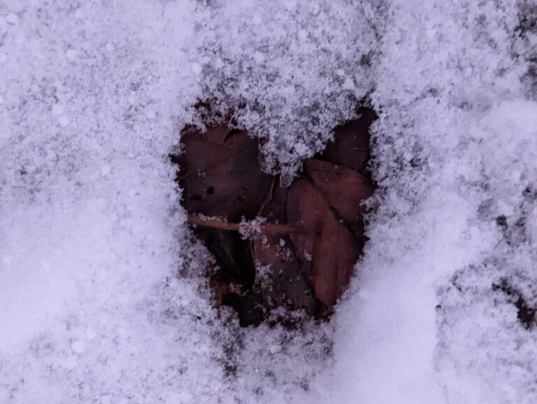 Rehspur im Schnee
