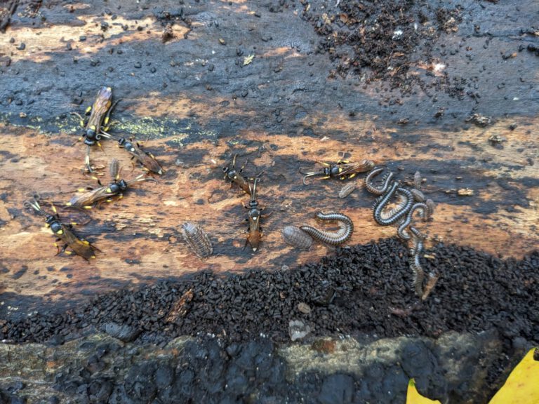 Überwinternde Insekten unter der Baumrinde